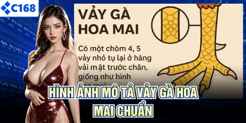 Hình ảnh mô tả vảy gà hoa mai chuẩn