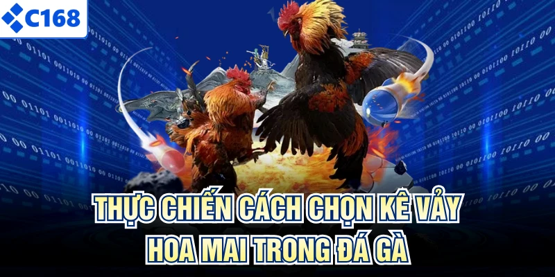 Thực chiến cách chọn kê vảy hoa mai trong đá gà