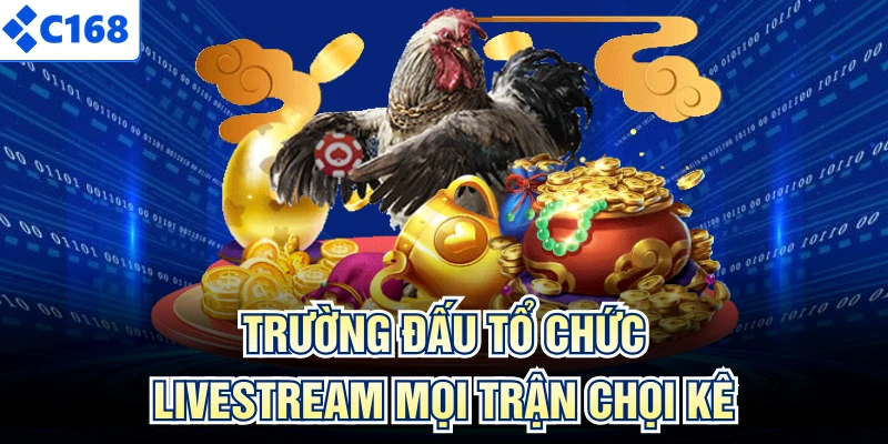 Trường đấu tổ chức livestream mọi trận chọi kê